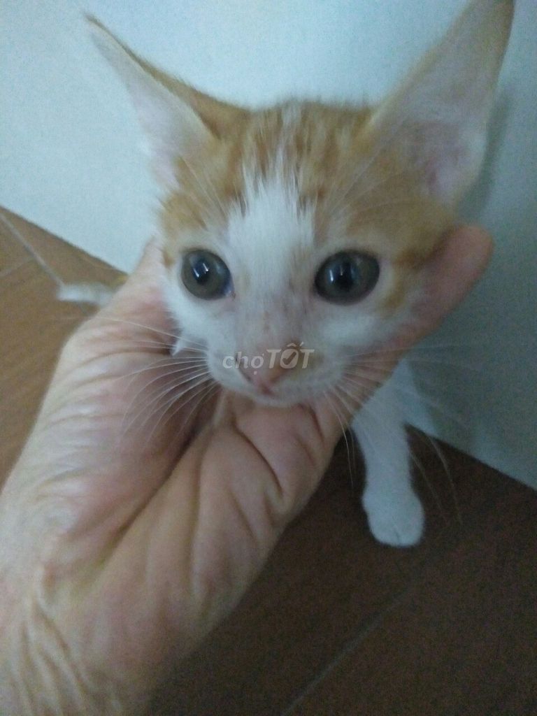 MÈO MƯỚP ĐỰC. Mua bán Mèo tại Quận 1 Tp Hồ Chí Minh được đăng bởi Nguyen van Tien hình 1