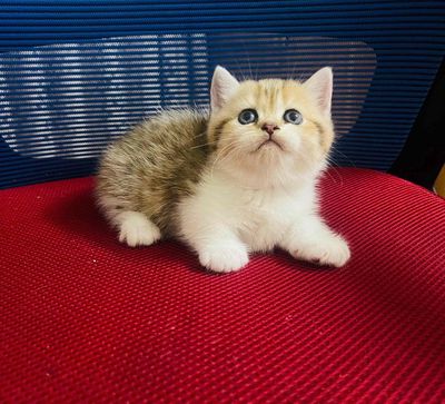 Mèo Chân ngắn cái hơn 1 tháng