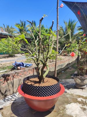 Mai vàng tam tài, hoành 47, trồng hơn 20 năm. Mua bán Cây cảnh, đồ trang trí tại Huyện Tân Hồng Đồng Tháp được đăng bởi Mai Vàng nhà trồng