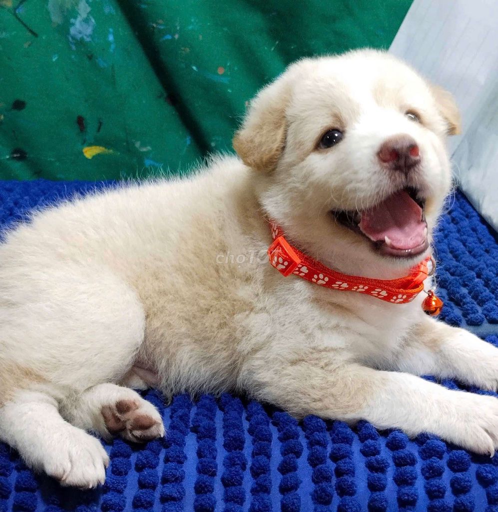 Chó Golden đực mũi hồng đáng yêu . Mua bán Chó tại Quận Bình Tân Tp Hồ Chí Minh được đăng bởi Nguyễn Hằng hình 1