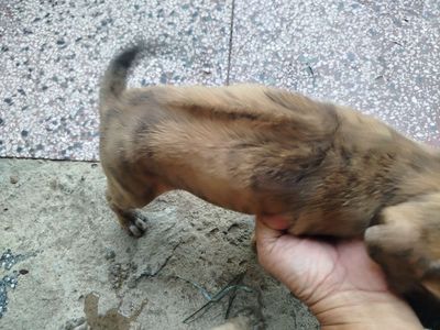 Chó Phú Quốc thuần nâu vện