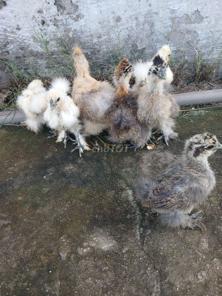 Gà Silkies nhiều màu hơn 1 tháng. Mua bán Gà tại Huyện Đức Hòa Long An được đăng bởi trantu hình 1