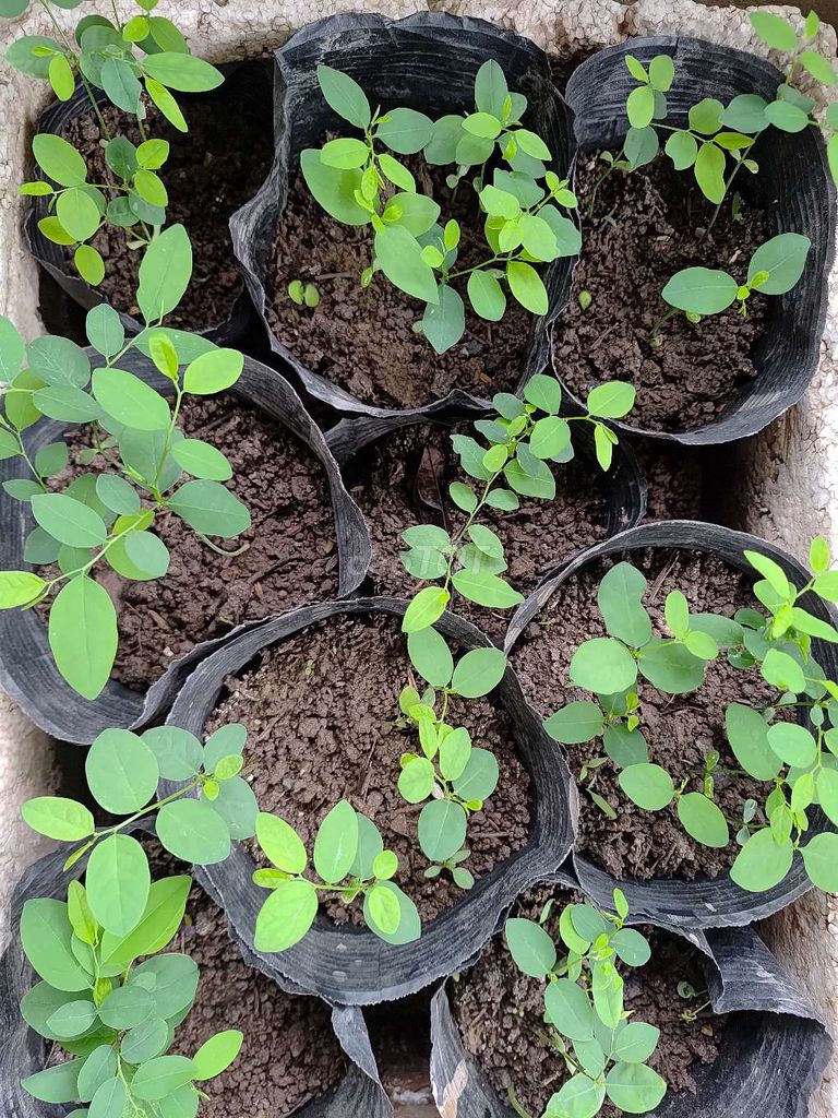 Cây giống rau ngót chịu bóng. Mua bán Đồ chuyên dụng, Giống nuôi trồng tại Quận Hoàng Mai Hà Nội được đăng bởi Linh hình 1