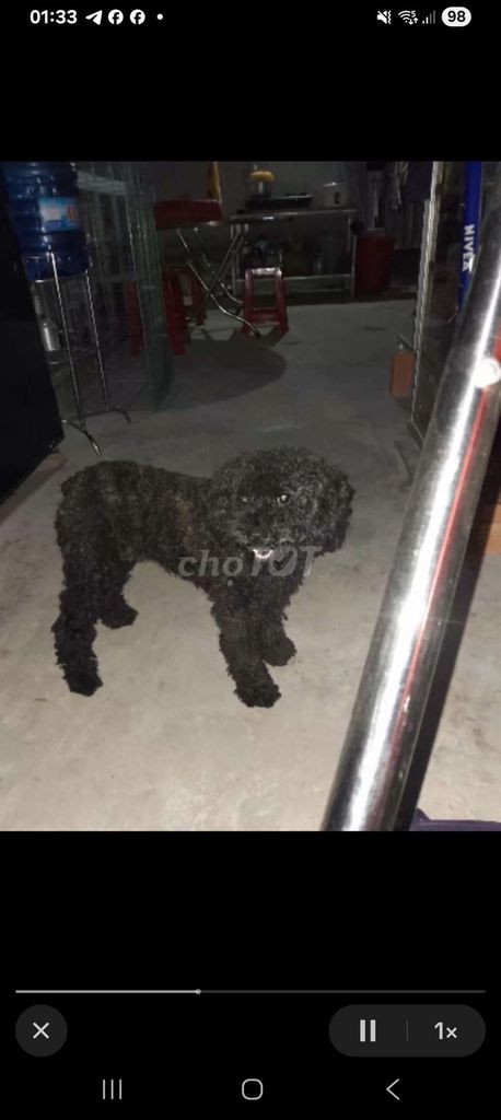 Chó Đen 1 năm. Mua bán Chó tại Huyện Tam Bình Vĩnh Long được đăng bởi Nguyễn Lôc hình 1