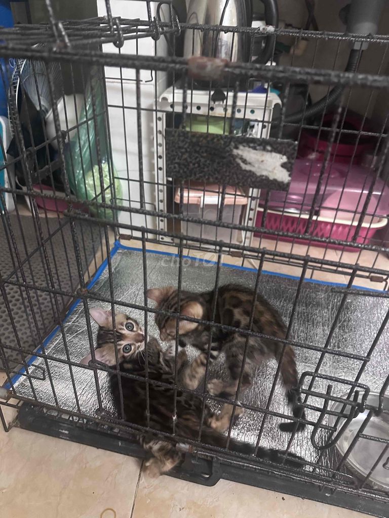 Mèo Bengal thuần chủng 1 tháng rưỡi. Mua bán Mèo tại Quận Thanh Xuân Hà Nội được đăng bởi Lê Viết Chính hình 1