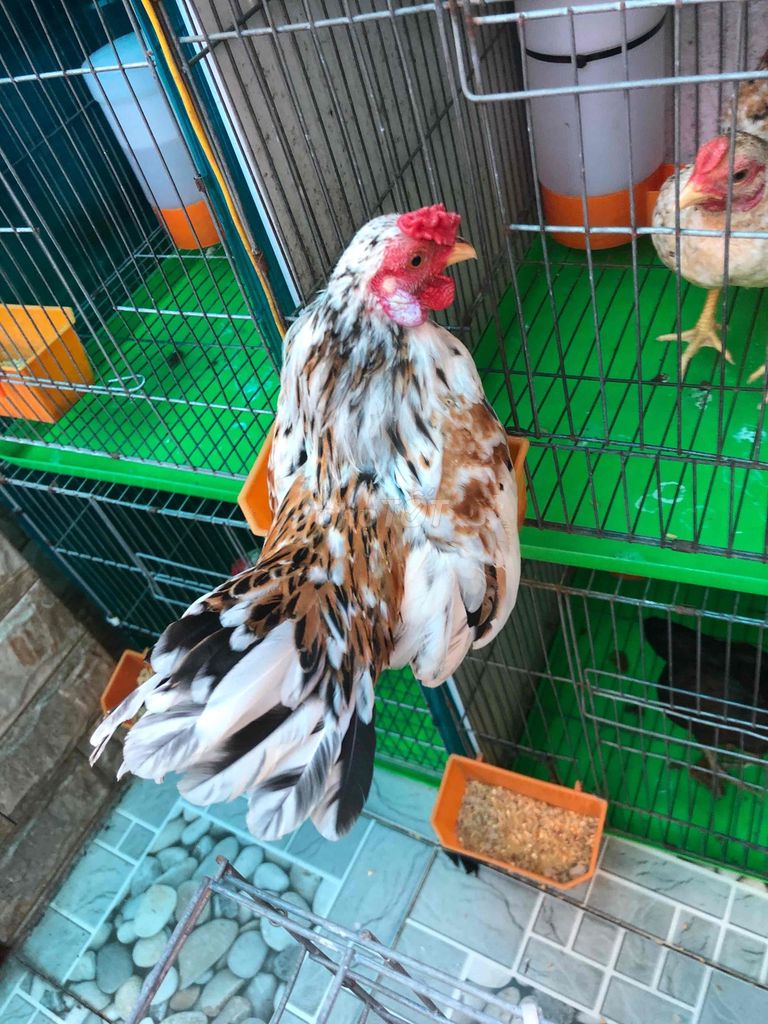 tre bắt. Mua bán Gà tại Huyện Nhà Bè Tp Hồ Chí Minh được đăng bởi LÊ VĂN GIÀU hình 1