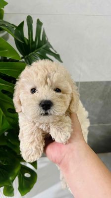 Chó Con Poodle Trắng Kem teacup Siêu Cute 3th.. Mua bán Chó tại Quận Bình Thạnh Tp Hồ Chí Minh được đăng bởi Lê Dương Diệp Kha hình 1