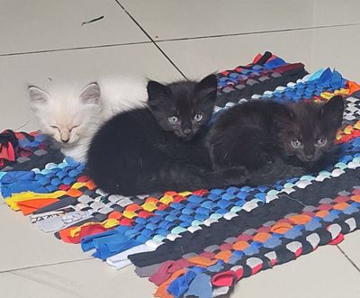 Mèo đen, 2 tháng tuổi. Mua bán Mèo tại Quận Sơn Trà Đà Nẵng được đăng bởi Hiếu