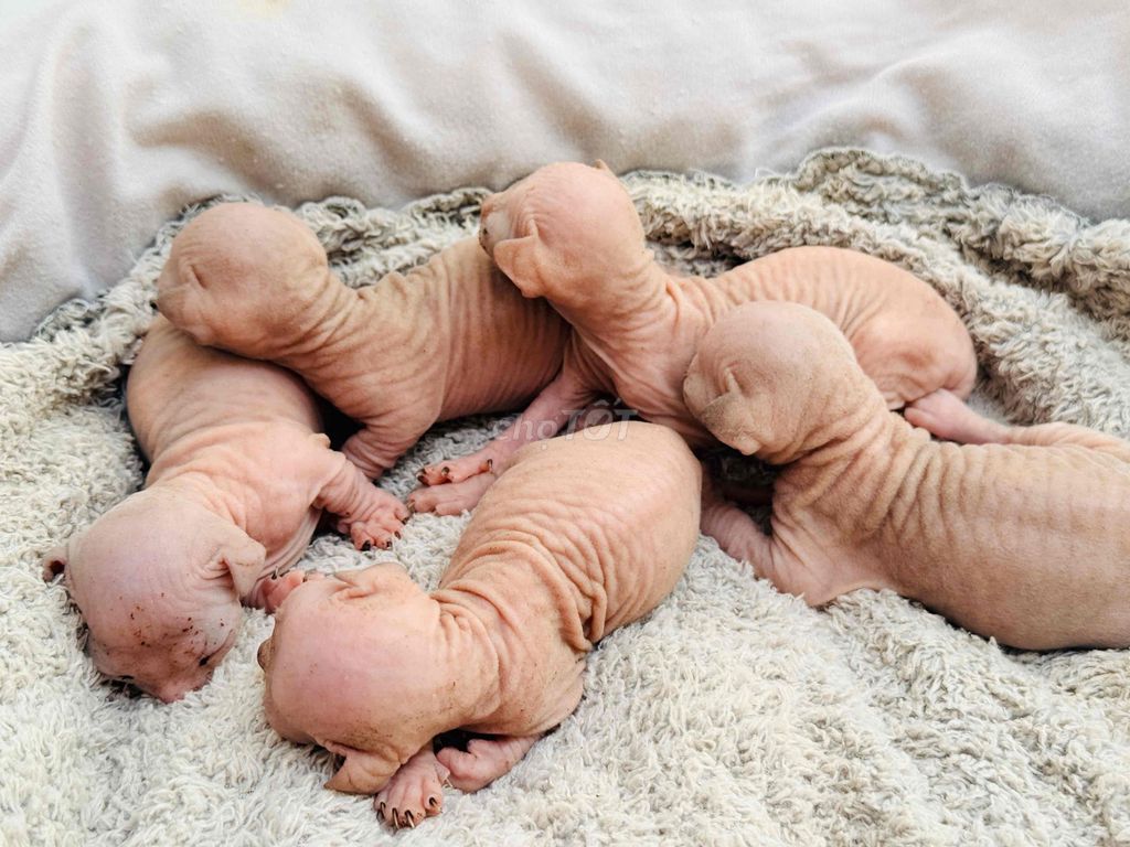 Mèo Sphynx Hồng nhạt Sơ sinh. Mua bán Mèo tại Huyện Đại Lộc Quảng Nam được đăng bởi Đào Duy An hình 1