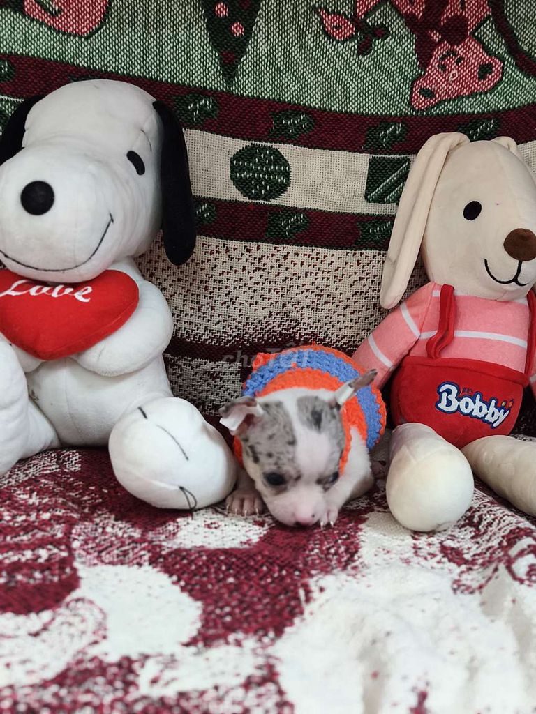 Chó Chihuahua đực 2 tháng bò sữa merle. Mua bán Chó tại Quận 8 Tp Hồ Chí Minh được đăng bởi ZoZo House Chihuahua hình 1