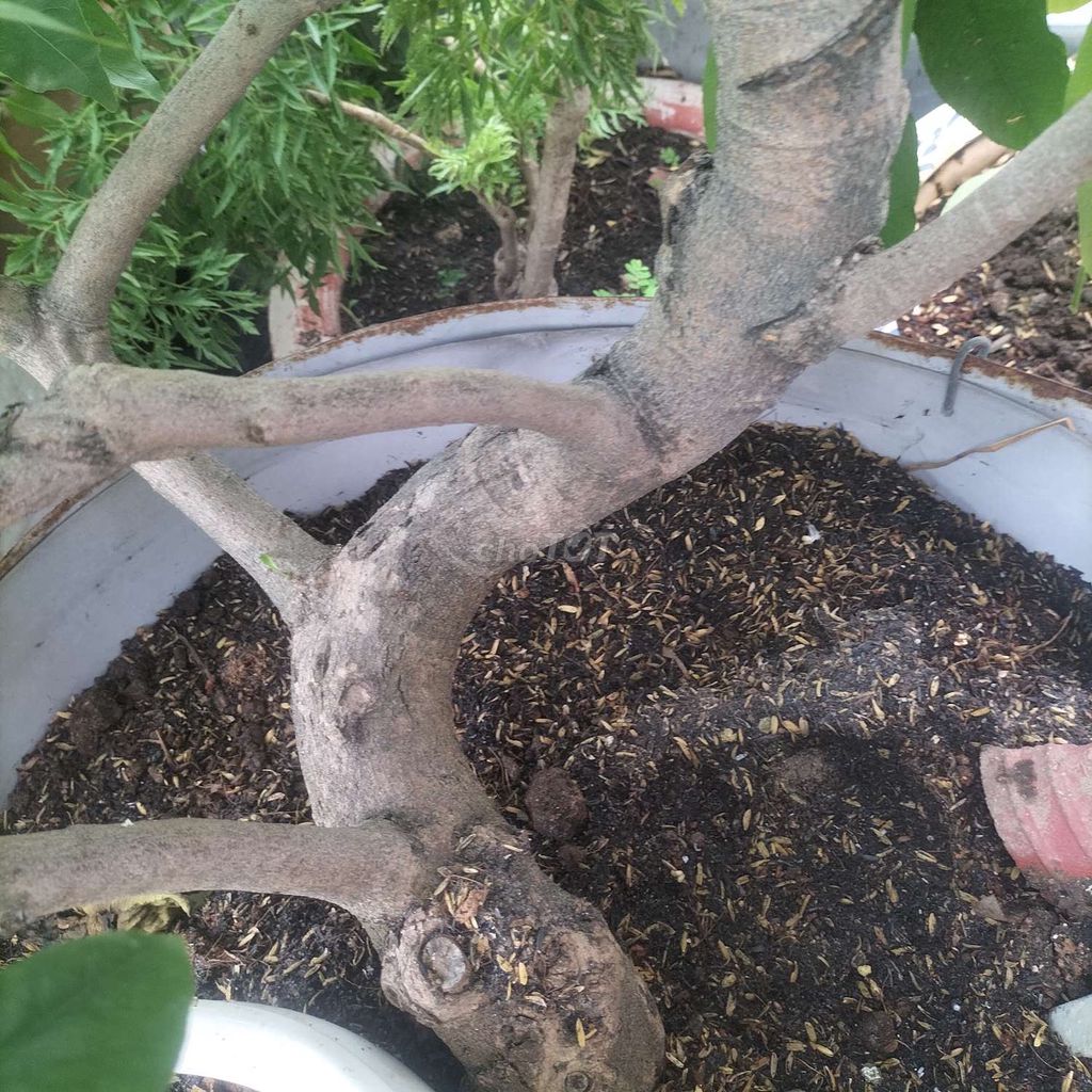 Cây Mai Vàng. Mua bán Cây cảnh, đồ trang trí tại Thành phố Thuận An Bình Dương được đăng bởi Đinh Tiễn hình 1