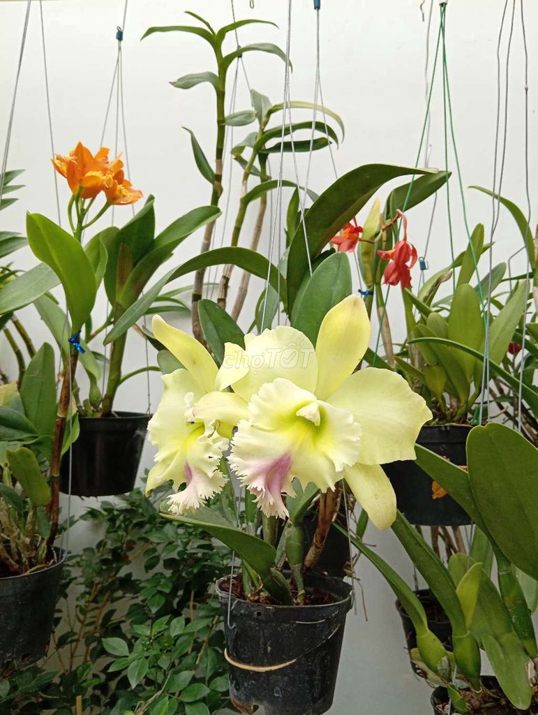 Chậu hoa lan Catlaya Vàng khỏe mạnh. Mua bán Cây cảnh, đồ trang trí tại Quận 12 Tp Hồ Chí Minh được đăng bởi Trương Thịnh CYON idea hình 1