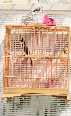 cần pass e cfe biên. Mua bán Chim tại Thành phố Thủ Đức Tp Hồ Chí Minh được đăng bởi Hùng Cường