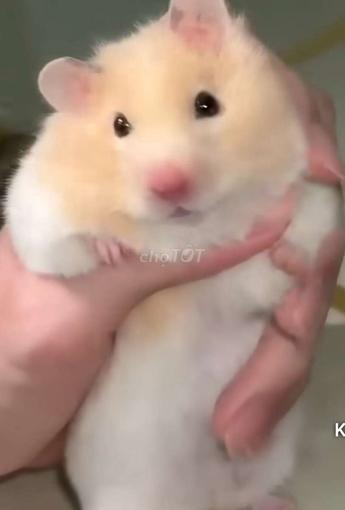 Chuột Hamster Vàng kem trắng Bé. Mua bán Thú cưng khác tại Huyện Phù Mỹ Bình Định được đăng bởi NHẬT NHẬT ĐẸP TRAI hình 1