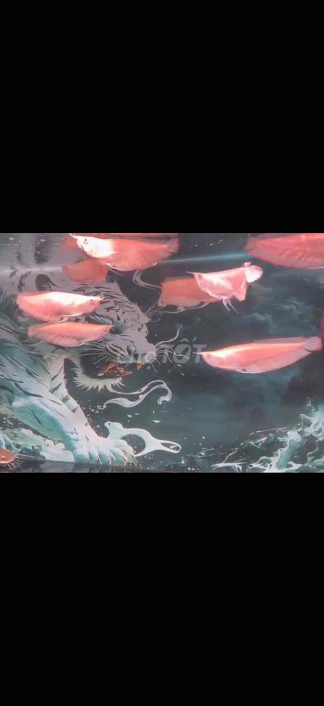 Cá Ngân Long Short. Mua bán Thú cưng khác tại Quận 4 Tp Hồ Chí Minh được đăng bởi Chuyên Cá VIP Indo Hàng Hiếm hình 1