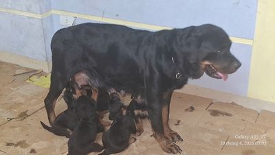 Chó Rottweiler thuần chủng có VKA 3 tháng tuổi