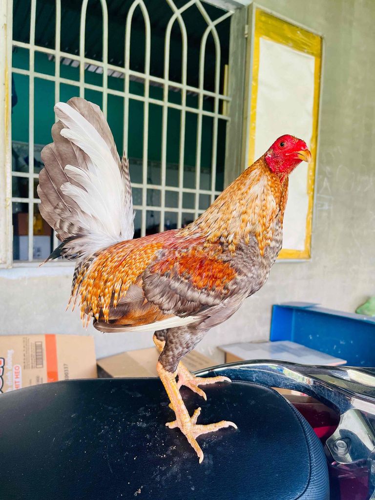 Gà Asil Cupan F1  7 tháng hiện 1kg250 max1kg3 đúng. Mua bán Gà tại Quận Bình Thạnh Tp Hồ Chí Minh được đăng bởi Hạo Đông hình 1