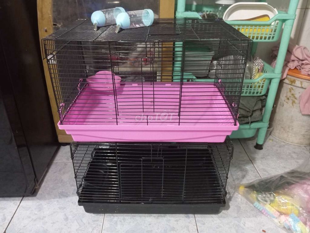 Chuột hamster ww và bear khu vực Biên Hòa