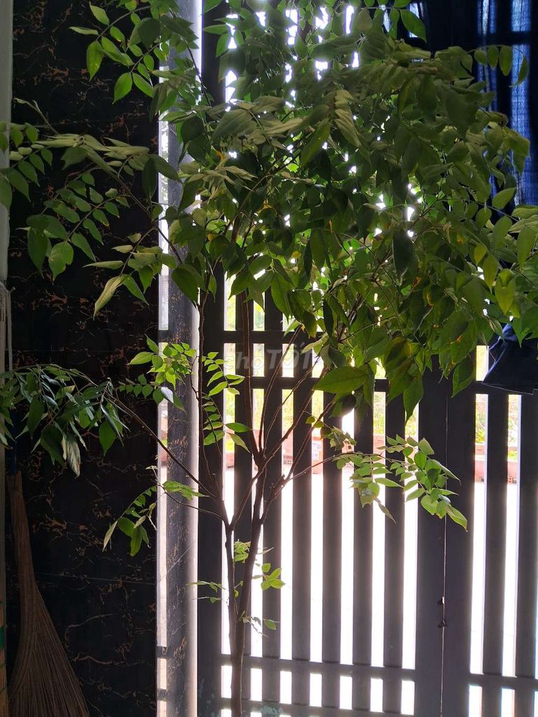 Cây khế cao 2 mét. Mua bán Cây cảnh, đồ trang trí tại Huyện Hóc Môn Tp Hồ Chí Minh được đăng bởi Ny Nguyen hình 1