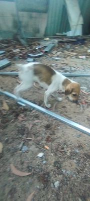 Bán chó con cụt đuôi. Mua bán Chó tại Thành phố Thủ Đức Tp Hồ Chí Minh được đăng bởi Minh Đẹt