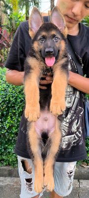 Chó Becgie Đức 9-10kg đã tiêm