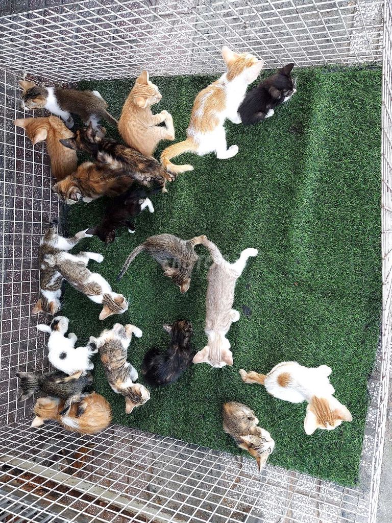 tìm chủ mới cho bầy mèo ta. Mua bán Mèo tại Quận Gò Vấp Tp Hồ Chí Minh được đăng bởi thanhthai632005 hình 1