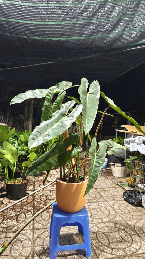 Cây cảnh Hạc cam trang trí. Mua bán Cây cảnh, đồ trang trí tại Quận Cái Răng Cần Thơ được đăng bởi gia dụng rẻ  hình 1