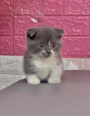 Mèo Bicolor chân lùn