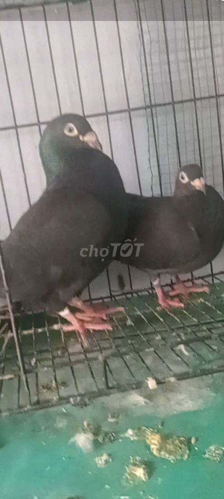 Chim bồ câu Đen một cặp. Mua bán Chim tại Huyện Hóc Môn Tp Hồ Chí Minh được đăng bởi Như Lê hình 1