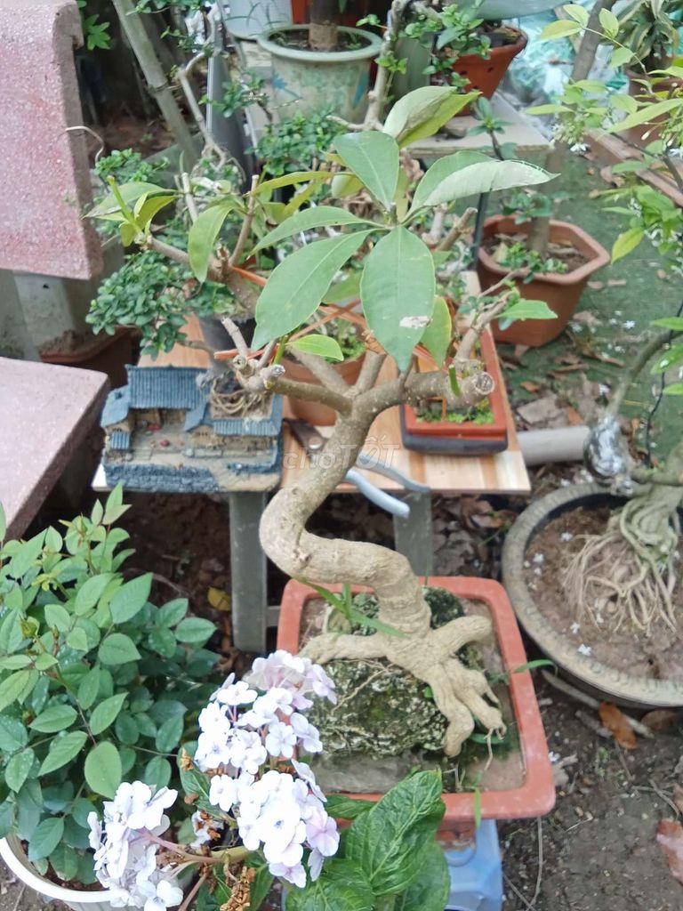 Cây cảnh Bonsai Hoa sữa. Mua bán Cây cảnh, đồ trang trí tại Huyện Đông Anh Hà Nội được đăng bởi nghiêm đình cường  hình 1