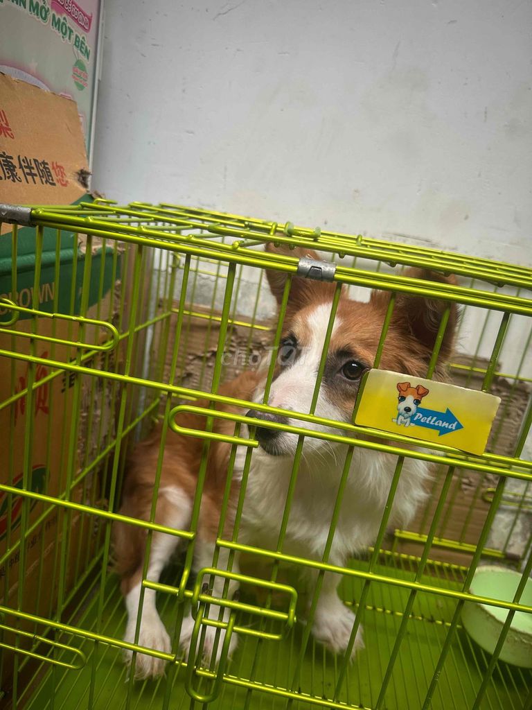 Chó Corgi Nâu trắng. Mua bán Chó tại Quận Tân Bình Tp Hồ Chí Minh được đăng bởi Hien hình 1
