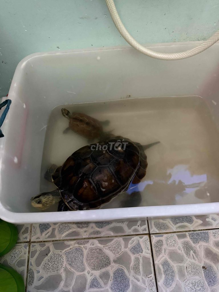 cần tặng rùa. Mua bán Thú cưng khác tại Quận Phú Nhuận Tp Hồ Chí Minh được đăng bởi linhnguyen hình 1