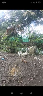 Trống tre siu mỹ. Mua bán Gà tại Quận Bình Thuỷ Cần Thơ được đăng bởi Lương Bảo