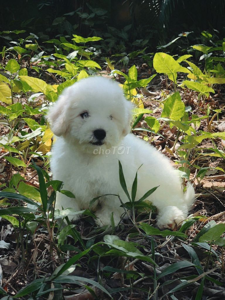 Bichon thuần chủng nhà sinh sản