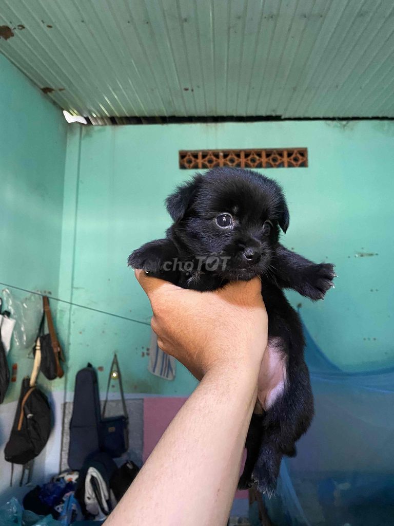 Cặp Nhật lùn và Poodle mini