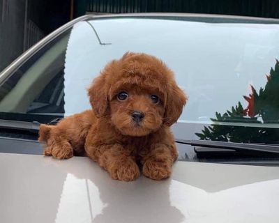 POODLE THUẦN CHỦNG ĐỦ MÀU - NHÌN LÀ YÊU