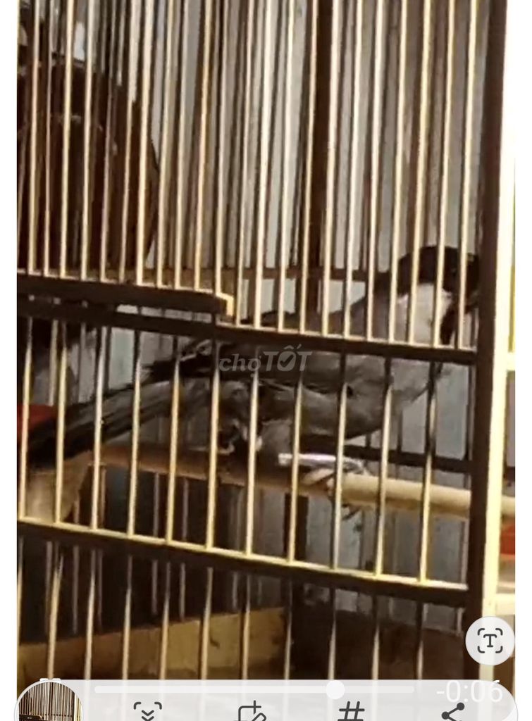 Chim Bổi Bạch má ngước nhẹ. Mua bán Chim tại Quận Liên Chiểu Đà Nẵng được đăng bởi Đạt Hòa Khánh hình 1