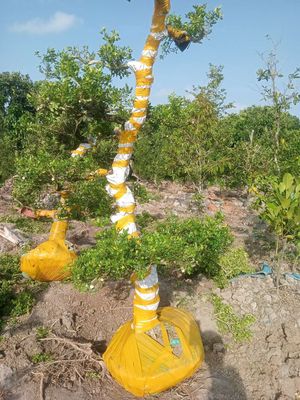 Nguyệt quế. Mua bán Cây cảnh, đồ trang trí tại Huyện Châu Thành Đồng Tháp được đăng bởi  hiền nth