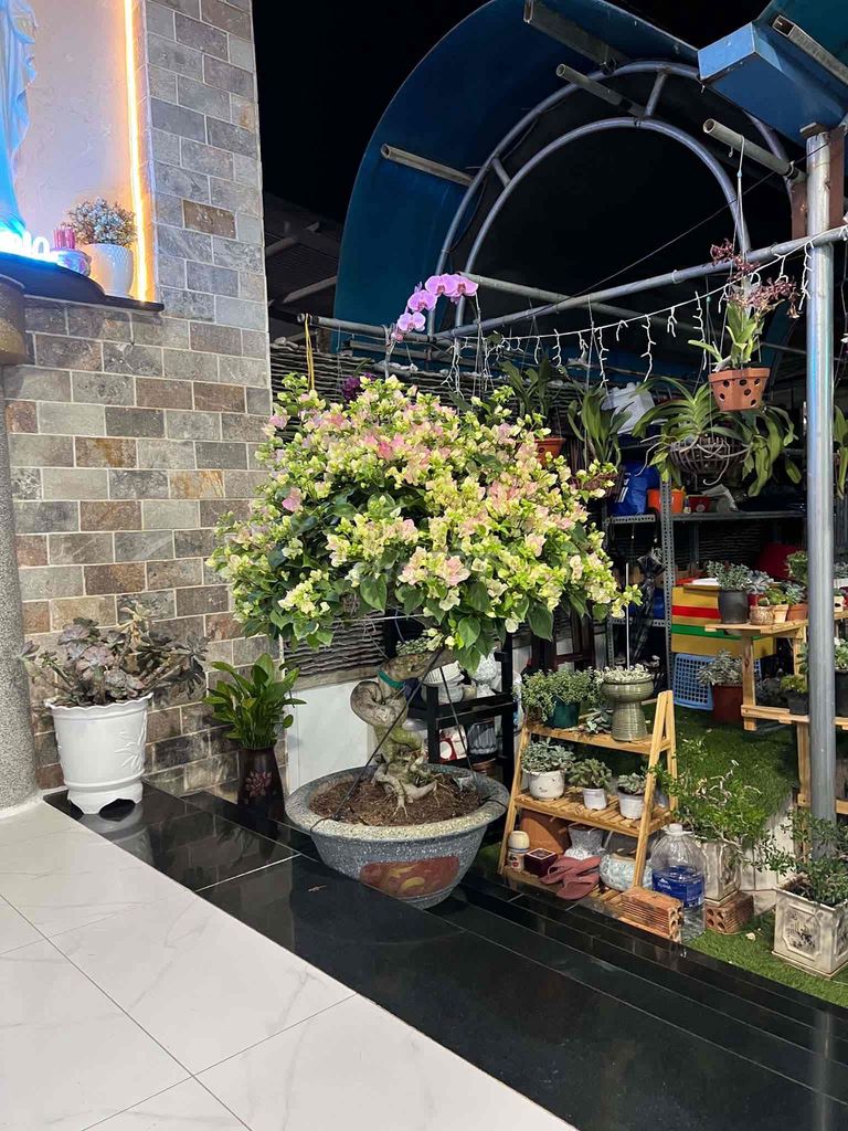 Cây cảnh Hoa giấy Cặp. Mua bán Cây cảnh, đồ trang trí tại Huyện Trảng Bom Đồng Nai được đăng bởi quyê hình 1