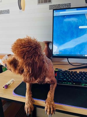 poodle TOY rất thông minh và siêu quấn chủ ( Nâu ). Mua bán Chó tại Huyện Krông Bông Đắk Lắk được đăng bởi Trần Văn Lỳ