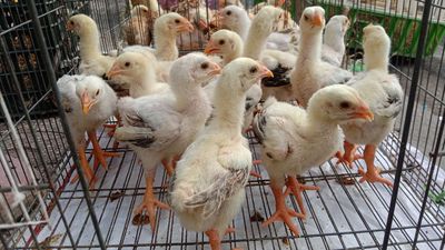 Gà Đông Tảo con mau lớn dễ nuôi chân to. Mua bán Gà tại Quận 11 Tp Hồ Chí Minh được đăng bởi phuong kim huong