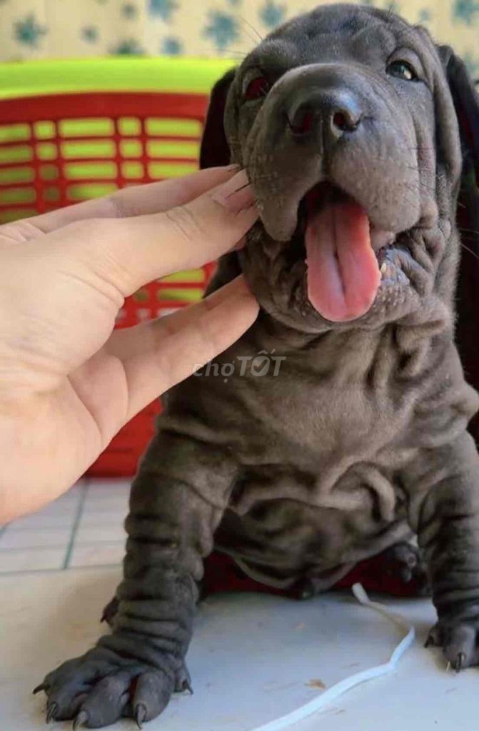 Chó Shar Pei con non Xám. Mua bán Chó tại Thành phố Bến Tre Bến Tre được đăng bởi Thảo hình 1