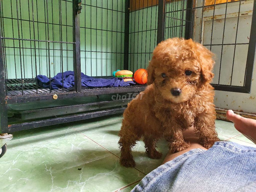 0353362376 - Poodle cái 2 tháng