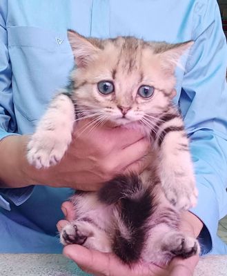 3 MÈO ANH LÔNG DÀI NHÀ ĐẺ. Mua bán Mèo tại Quận 8 Tp Hồ Chí Minh được đăng bởi YÊU BONSAI VÀ PET