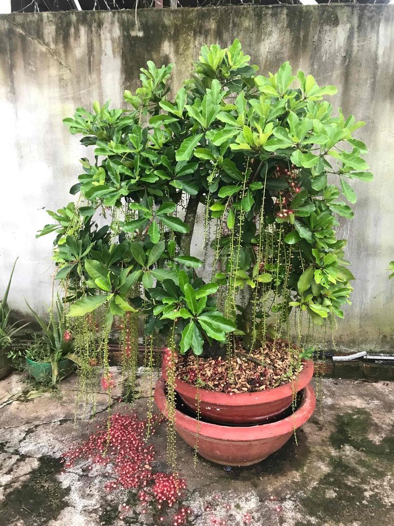 Cây lộc vừng Bonsai đang có hoa