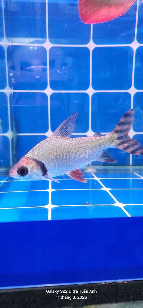 Phi Phụng đuôi đỏ 17-18cm cá chuẩn ko tật lỗi. Mua bán Thú cưng khác tại Huyện Cần Giuộc Long An được đăng bởi Tuấn Anh Cá Kiểng Online hình 1