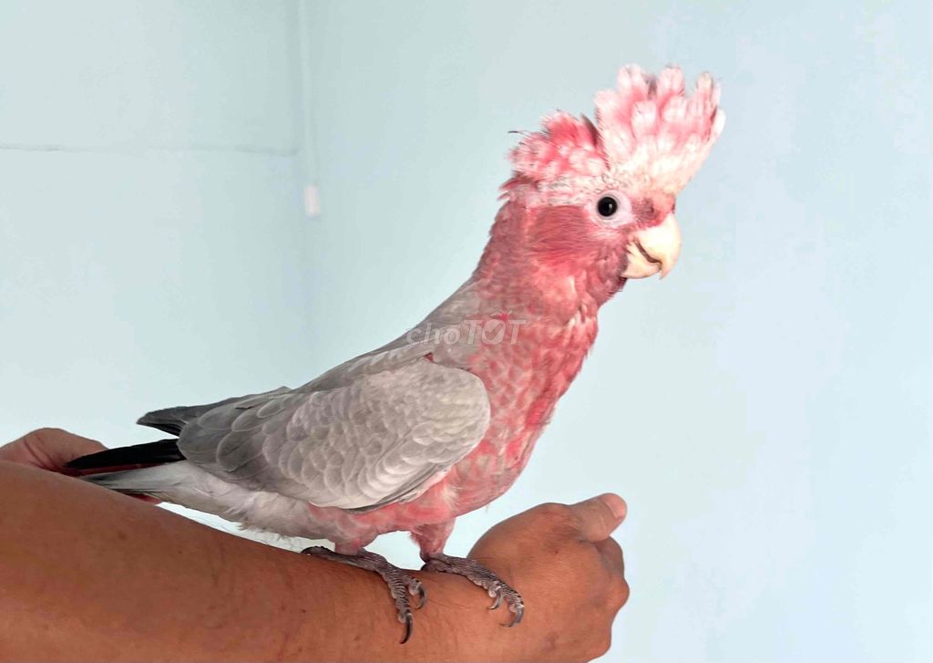 galah