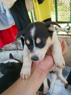 Chó chân lùn Đực Cái quận 7