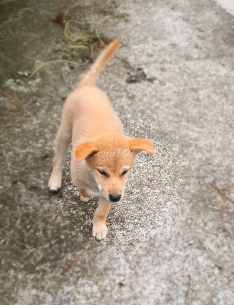 Hà Nội - Cần bán chó Shiba đực thuần chủng. Mua bán Chó tại Quận Thanh Xuân Hà Nội được đăng bởi Tran Han Khoa hình 1