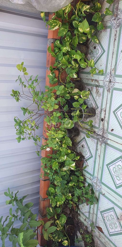 thanh lý Cây cảnh Trầu bà cẩm thạch . Mua bán Cây cảnh, đồ trang trí tại Quận 12 Tp Hồ Chí Minh được đăng bởi Hoàng hình 1